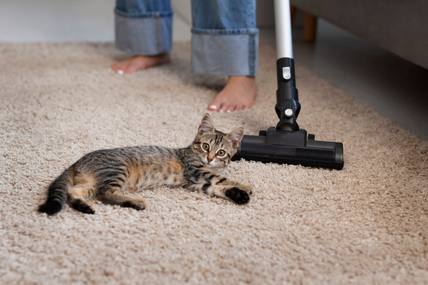 Carpet Care 101: A Homeowner’s Guide to Extending Carpet Life